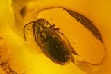 Two Fossil Beetles (Coleoptera) & Two Flies (Diptera) In Baltic Amber #159825-1